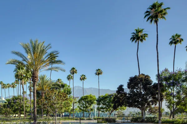 Palm trees and San Gabriel Mountains — beautiful Arcadia, California